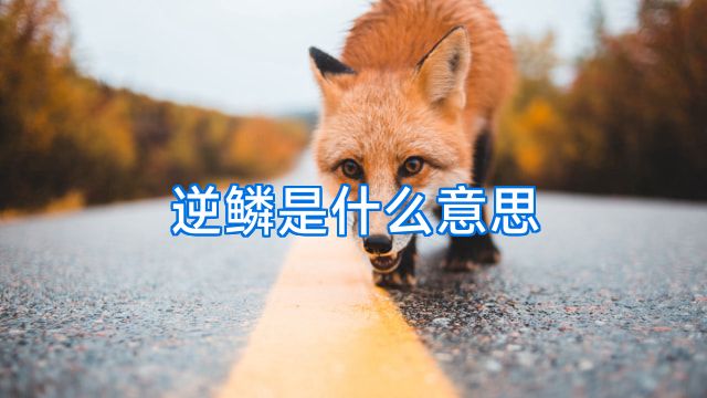 逆鳞是什么意思