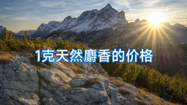 1克天然麝香的价格