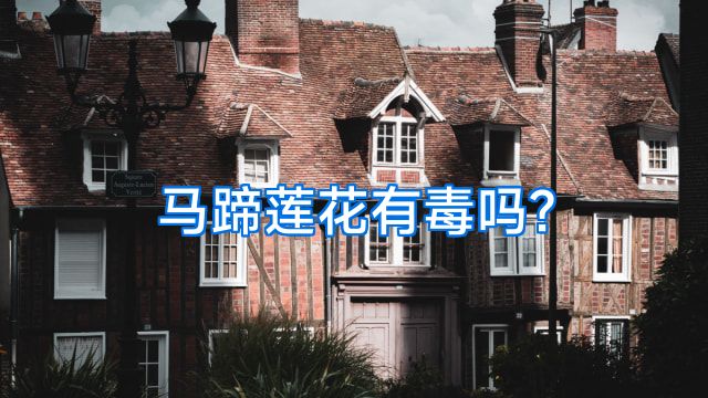 马蹄莲花有毒吗?