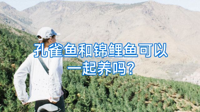 孔雀鱼和锦鲤鱼可以一起养吗?