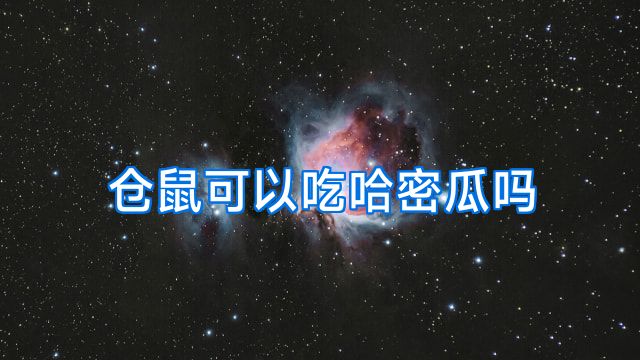 仓鼠可以吃哈密瓜吗