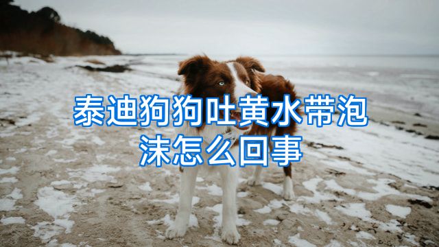 泰迪狗狗吐黄水带泡沫怎么回事