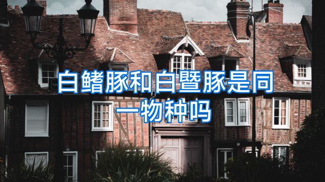 白鳍豚和白暨豚是同一物种吗