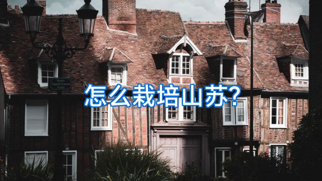 怎么栽培山苏?