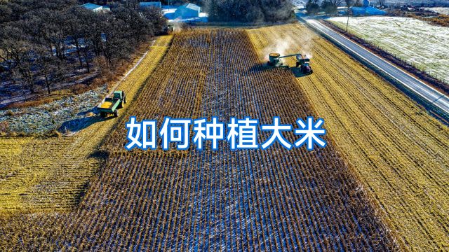 如何种植大米