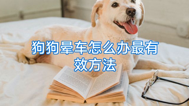 狗狗晕车怎么办最有效方法