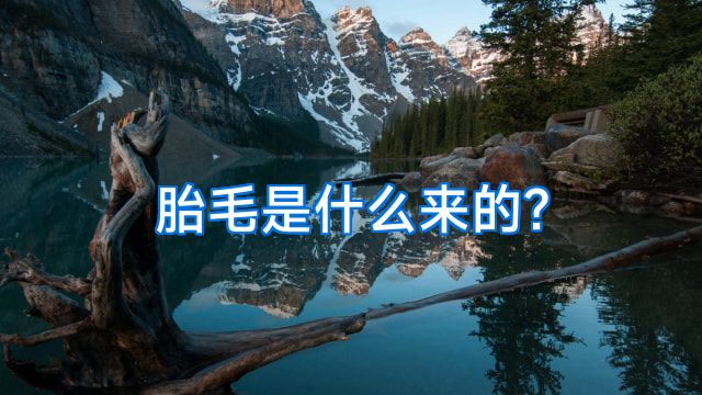 胎毛是什么来的?