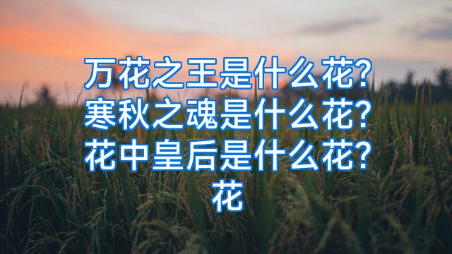 万花之王是什么花?寒秋之魂是什么花?花中皇后是什么花?花