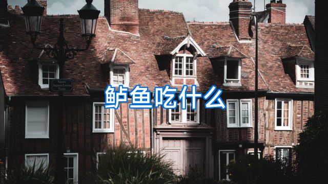 鲈鱼吃什么