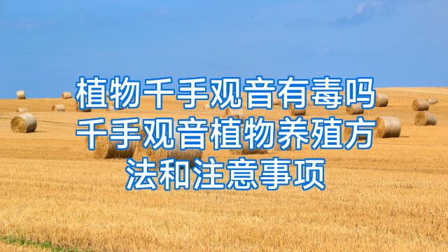 植物千手观音有毒吗千手观音植物养殖方法和注意事项