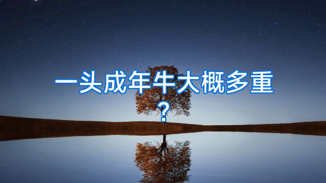 一头成年牛大概多重?