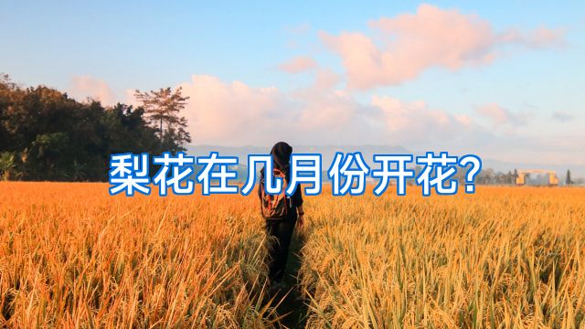 梨花在几月份开花?