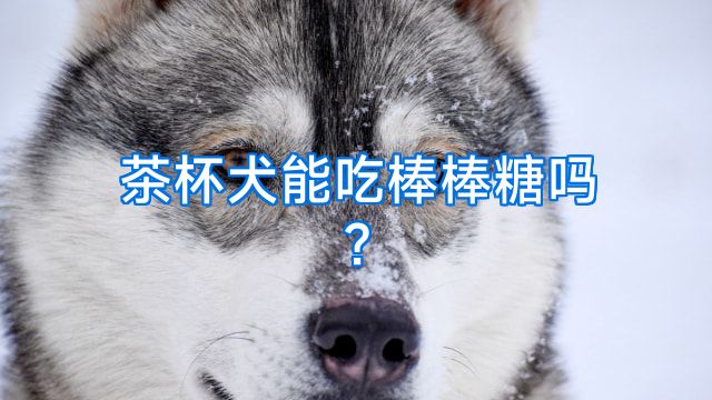 茶杯犬能吃棒棒糖吗?