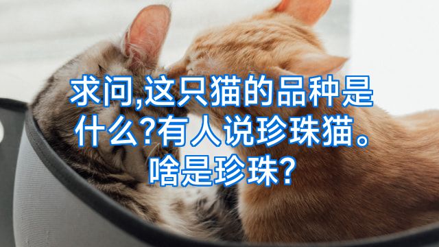 求问,这只猫的品种是什么?有人说珍珠猫。啥是珍珠?