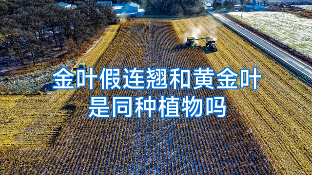 金叶假连翘和黄金叶是同种植物吗