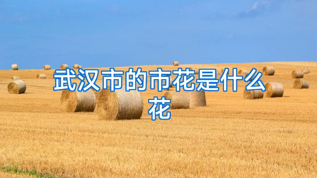 武汉市的市花是什么花