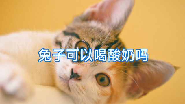 兔子可以喝酸奶吗