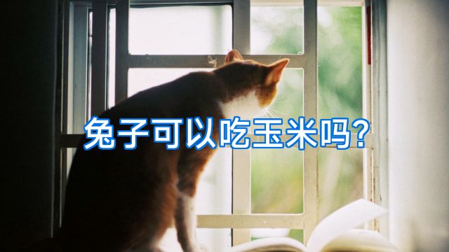 兔子可以吃玉米吗?