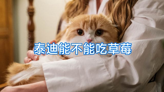 泰迪能不能吃草莓