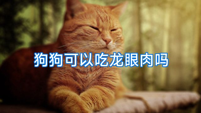 狗狗可以吃龙眼肉吗