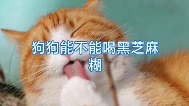 狗狗能不能喝黑芝麻糊