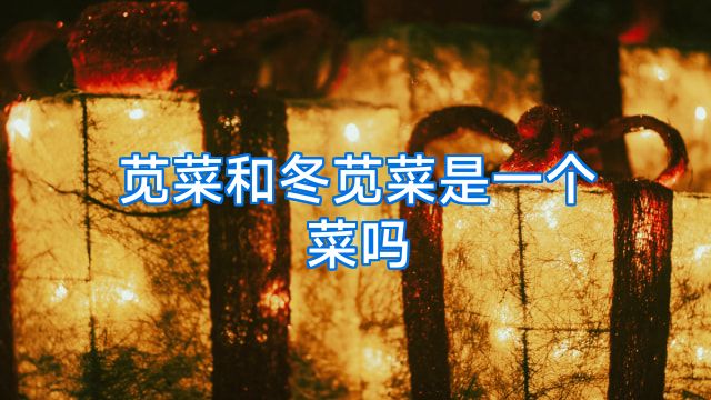 苋菜和冬苋菜是一个菜吗
