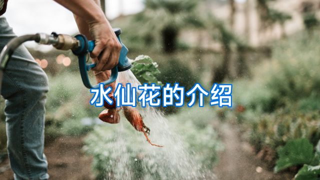 水仙花的介绍