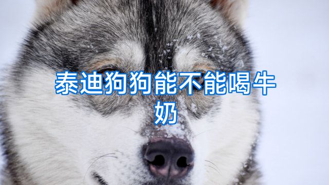 泰迪狗狗能不能喝牛奶
