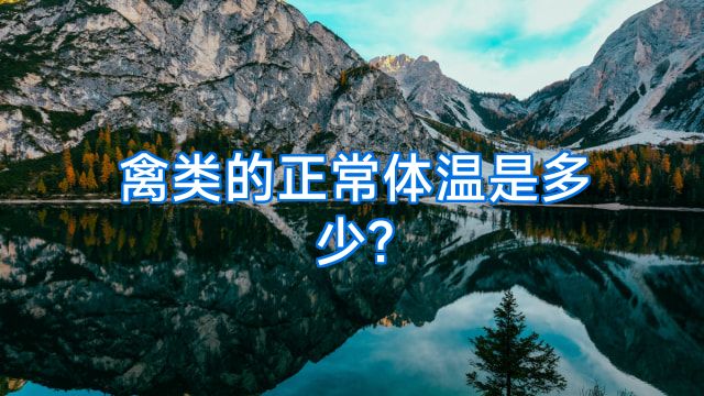 禽类的正常体温是多少?