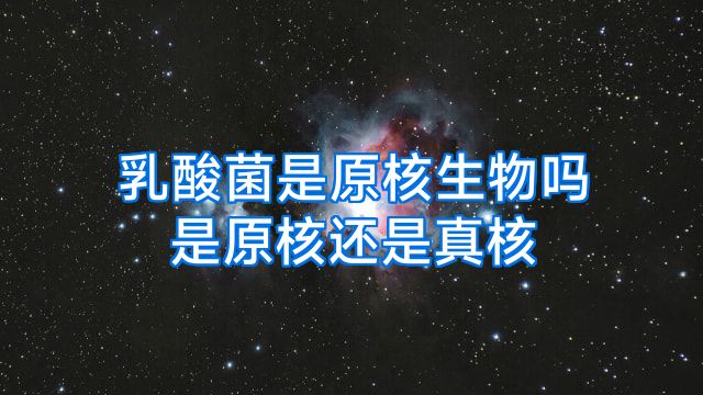 乳酸菌是原核生物吗是原核还是真核