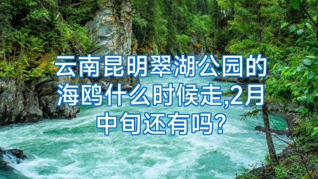 云南昆明翠湖公园的海鸥什么时候走,2月中旬还有吗?