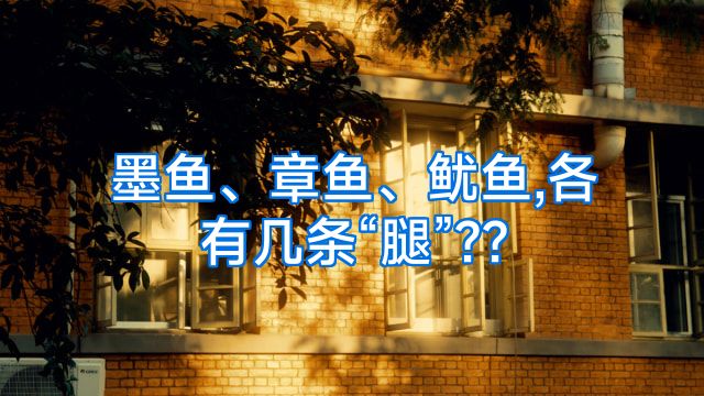 墨鱼、章鱼、鱿鱼,各有几条“腿”??