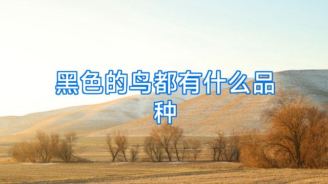 黑色的鸟都有什么品种