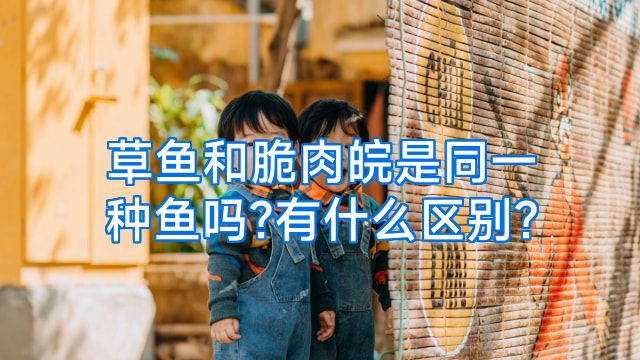 草鱼和脆肉皖是同一种鱼吗?有什么区别?