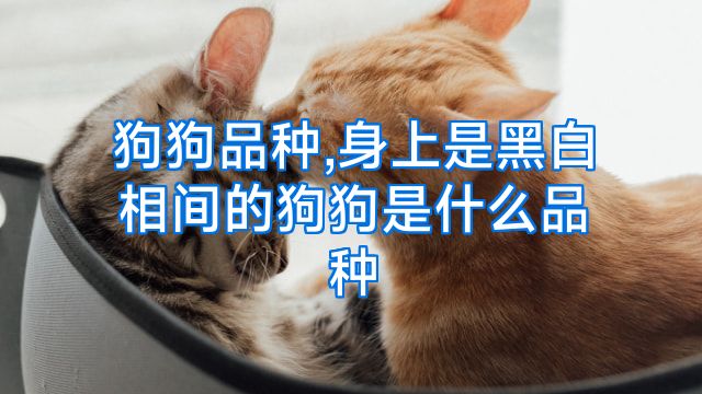 狗狗品种,身上是黑白相间的狗狗是什么品种