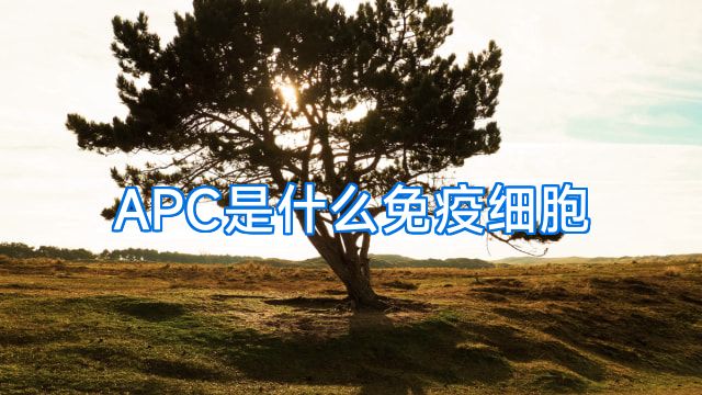APC是什么免疫细胞