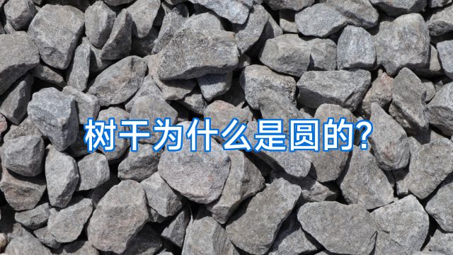 树干为什么是圆的?