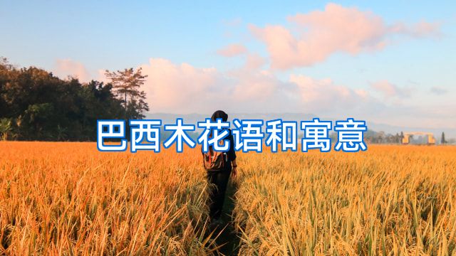 巴西木花语和寓意