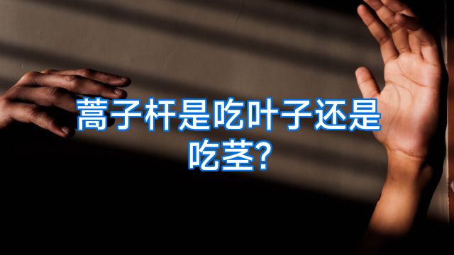 蒿子杆是吃叶子还是吃茎?