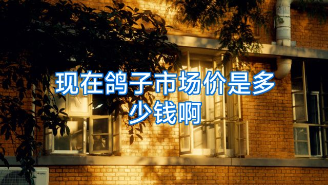 现在鸽子市场价是多少钱啊