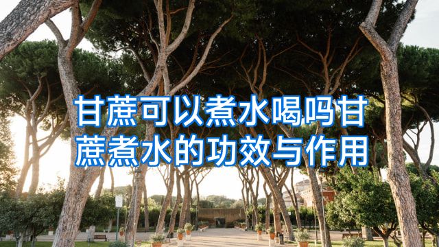 甘蔗可以煮水喝吗甘蔗煮水的功效与作用