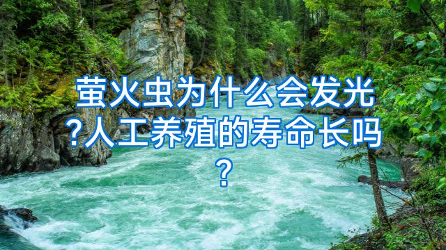 萤火虫为什么会发光?人工养殖的寿命长吗?