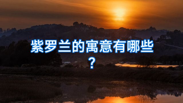 紫罗兰的寓意有哪些?