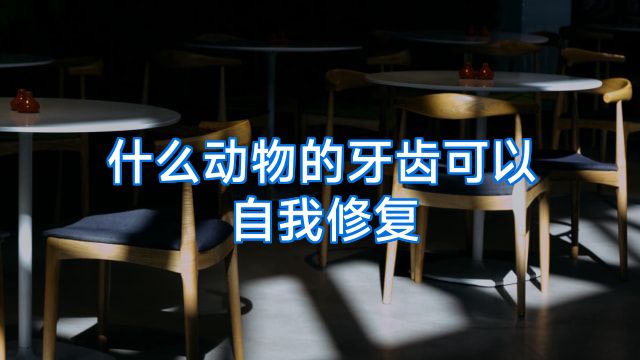 什么动物的牙齿可以自我修复