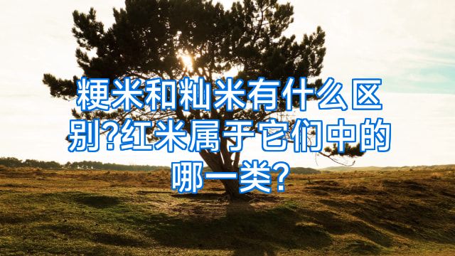 粳米和籼米有什么区别?红米属于它们中的哪一类?