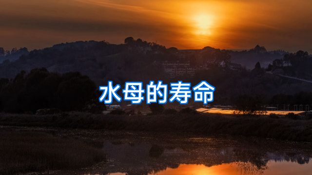 水母的寿命