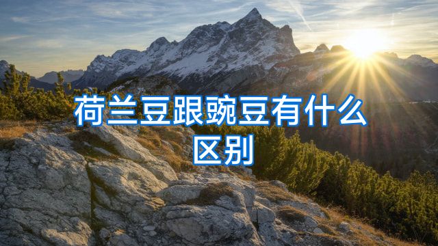荷兰豆跟豌豆有什么区别