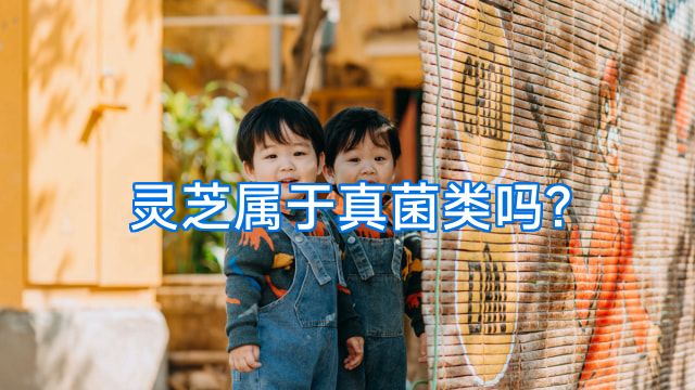 灵芝属于真菌类吗?