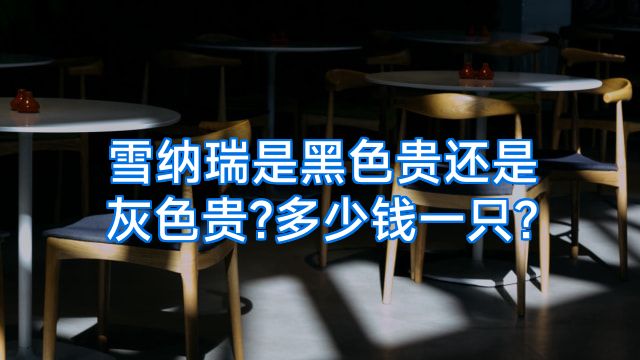 雪纳瑞是黑色贵还是灰色贵?多少钱一只?