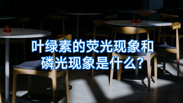 叶绿素的荧光现象和磷光现象是什么?